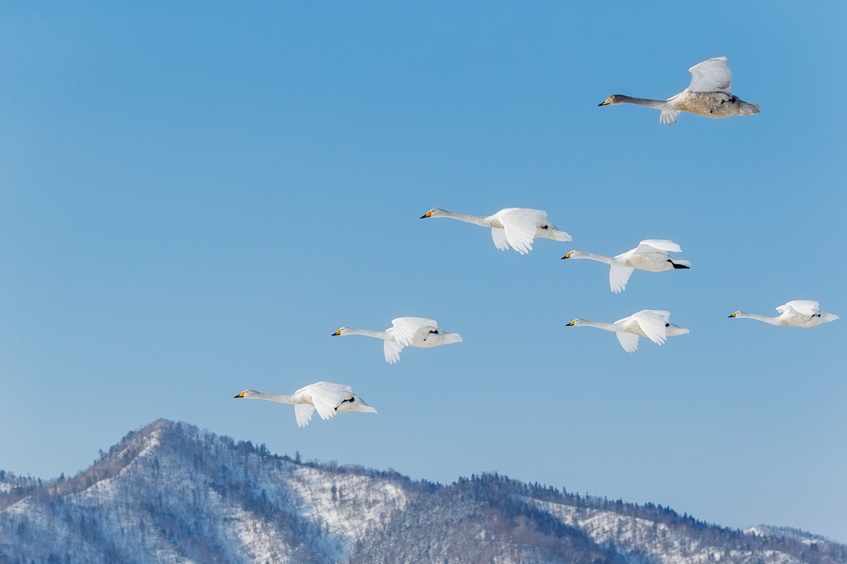 🦢 백조의 마을 (하쿠초노 사토) 이미지 8